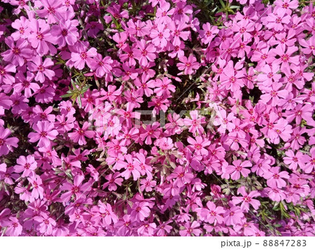 お花畑のツツジ お花畑のツツジ 88847283