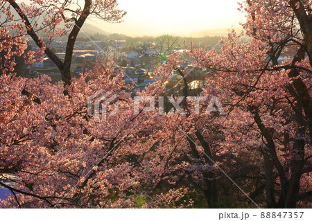高遠城址公園の桜　長野県 88847357
