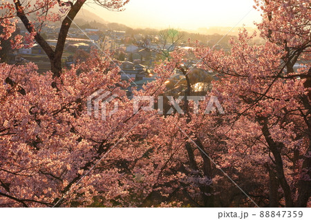 高遠城址公園の桜 長野県 高遠城址公園の桜 長野県 88847359