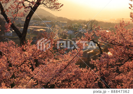 高遠城址公園の桜　長野県 88847362