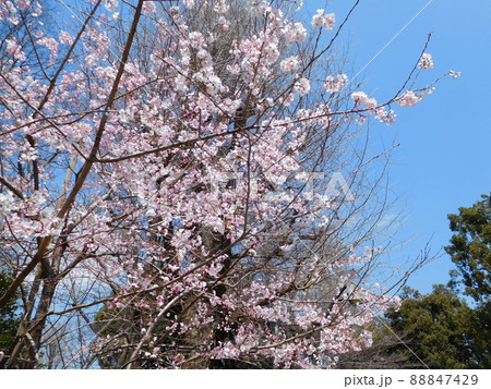 サクラ　上野　コマツオトメ 88847429