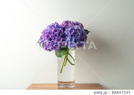 アジサイ 紫陽花 生け花 アジサイ 紫陽花 生け花 88847545