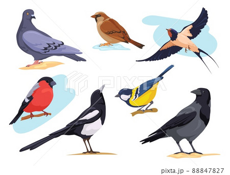 Common birds. Cartoon isolated city and forest bird pigeons sparrows bullfinch dove goldfinch, nature birding european animal collection different pose, neat vector illustration 88847827