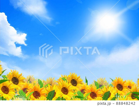 雲のある青空に太陽の下美しいひまわりが咲くひまわり畑の初夏フレーム背景素材のイラスト素材 8442