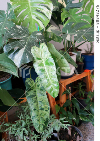 Marina Ruy Barbosa, Paraiso Verde or Philodendron paraiso verde or verdant paradise or Philodendron paraiso Marina Ruy Barbosa, Paraiso Verde or Philodendron paraiso verde or verdant paradise or Philodendron paraiso 88848276