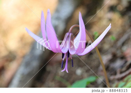 カタクリの花 88848315