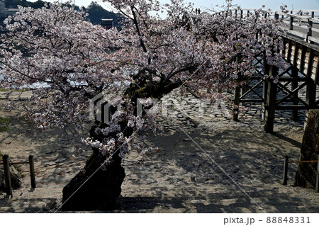 岩国市錦帯橋と桜 88848331