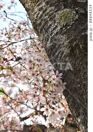 岩国市錦帯橋と桜 88848334