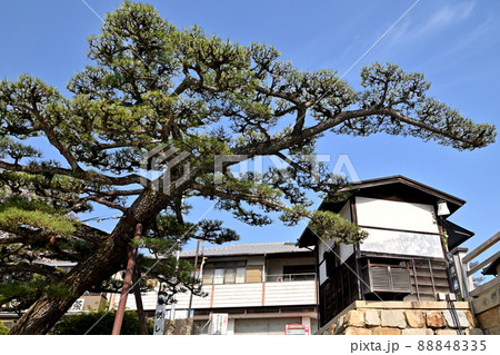 岩国市錦帯橋と槍倒し松 88848335
