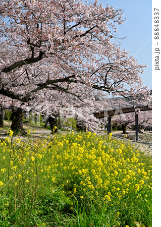 岩国市錦帯橋と桜 88848337