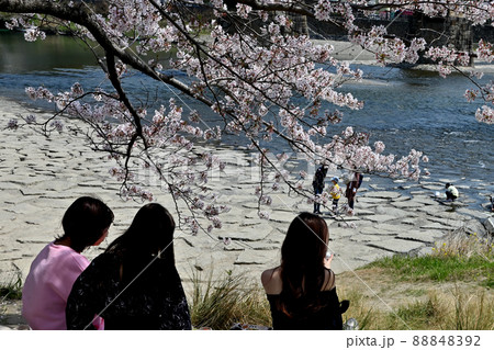 岩国市錦帯橋と桜 岩国市錦帯橋と桜 88848392