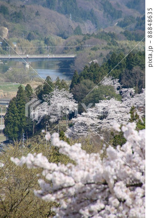 智恵子の杜公園の桜・阿武隈川（福島県・二本松市） 88848635