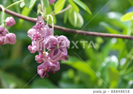 アケビの花 アケビの花 88848658