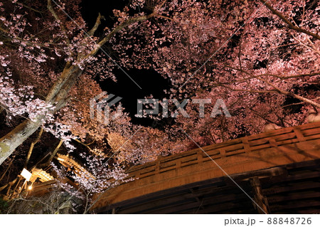 高遠城址公園の桜　ライトアップ 88848726