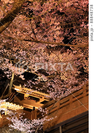 高遠城址公園の桜　ライトアップ 88848738