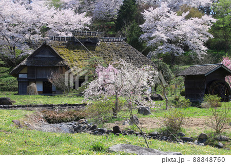 安達ヶ原ふるさと村の桜(福島県・二本松市) 安達ヶ原ふるさと村の桜(福島県・二本松市) 88848760