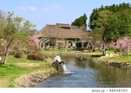 安達ヶ原ふるさと村の桜（福島県・二本松市） 88848765