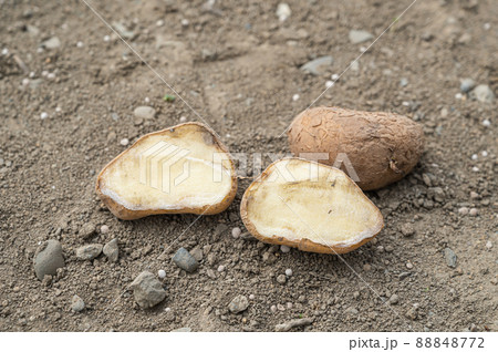 種いも　メークイン 88848772