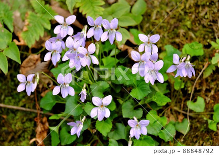 スミレの花　【相模原市津久井　4月】 88848792