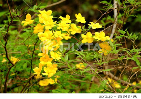 ヤマブキの花咲く 【相模原市津久井 4月】 ヤマブキの花咲く 【相模原市津久井 4月】 88848796