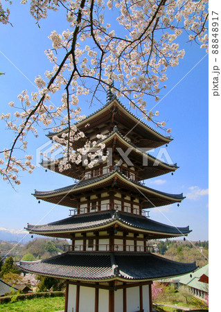 安達ヶ原ふるさと村の桜・五重塔(福島県・二本松市) 安達ヶ原ふるさと村の桜・五重塔(福島県・二本松市) 88848917