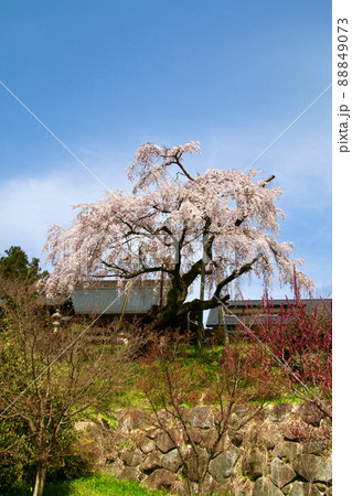 建福寺のしだれ桜(福島県・郡山市) 建福寺のしだれ桜(福島県・郡山市) 88849073