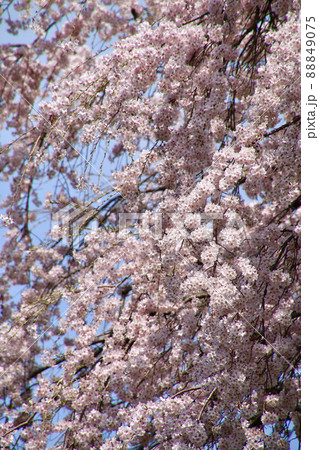 建福寺のしだれ桜(福島県・郡山市) 建福寺のしだれ桜(福島県・郡山市) 88849075