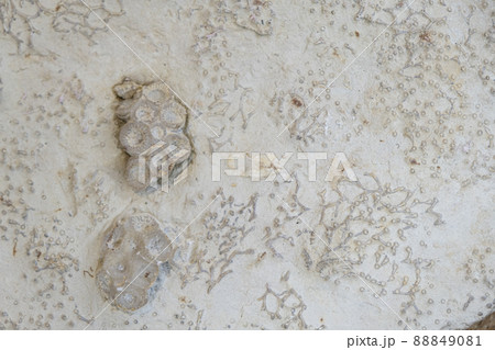 Fossilized corals. Disphyllum and Aulopora. Fragments of the colonies. Selective focus. Close-up, background and texture 88849081