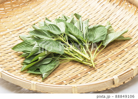 モロヘイヤ　穫れたて野菜　健康野菜　夏野菜 88849106