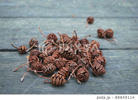 メタセコイアの実 メタセコイアの実 88849114