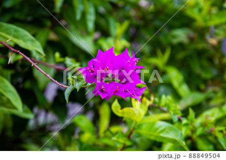 南国の風景-ブーゲンビリア 88849504