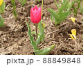 チューリップ 88849848