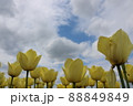 チューリップ 88849849