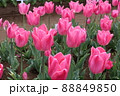 チューリップ 88849850