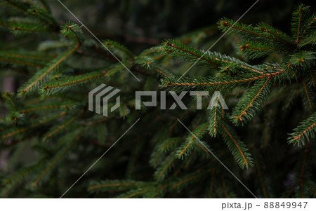 Background from the branches of the Christmas tree. Copy space for an inscription. Background from the branches of the Christmas tree. Copy space for an inscription. 88849947