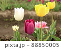 チューリップ 88850005