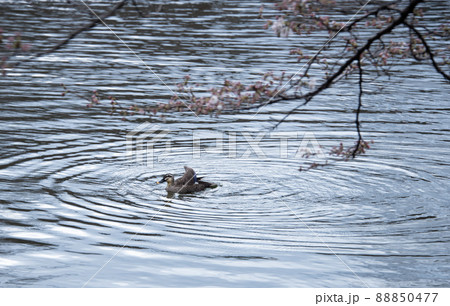 のんびりと池を泳ぐカルガモ 88850477