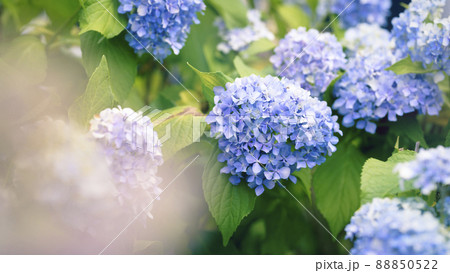 雨上がりのアジサイ 88850522