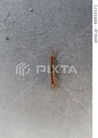 壁に張り付くヤスデの仲間 88850571