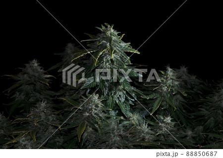 Fresh marijuana plant isolated on black background. Green and yellow hemp cones. 88850687