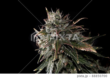 Macro of cannabis flowering bud on black background 88850700