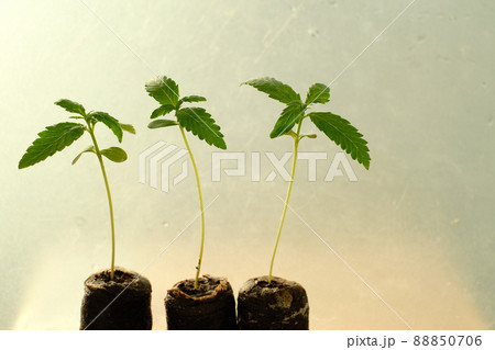 Cannabis seed Starting with Coconut Coir Pellets. Marijuana growing. Cannabis seed Starting with Coconut Coir Pellets. Marijuana growing. 88850706