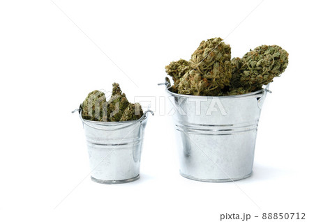 Dry cannabis, marijuana blooms in buckets on white background. 88850712