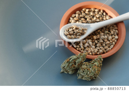 A bunch of cannabis seeds lie on a spoon and plate with several dried buds 88850713