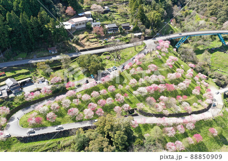 高知県仁淀川町 引地橋の花桃 高知県仁淀川町 引地橋の花桃 88850909