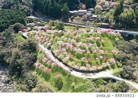 高知県仁淀川町 引地橋の花桃 高知県仁淀川町 引地橋の花桃 88850911