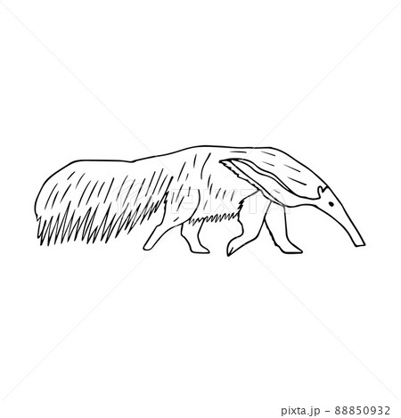 Vector hand drawn doodle sketch anteater 88850932