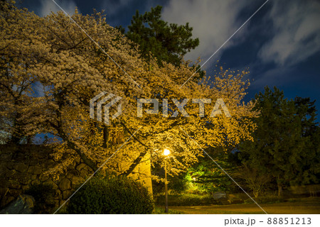 《愛知県》名古屋城 二之丸大手二之門の桜 夜景 《愛知県》名古屋城 二之丸大手二之門の桜 夜景 88851213