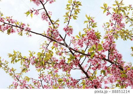 河津桜 河津桜 88851214