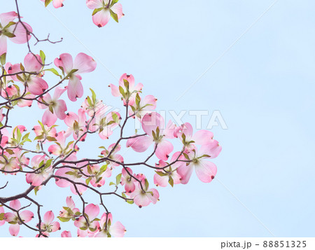 おだやかな晴れ間と色鮮やかなハナミズキの花 88851325